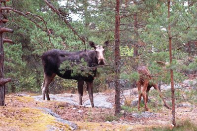 Moose family IV