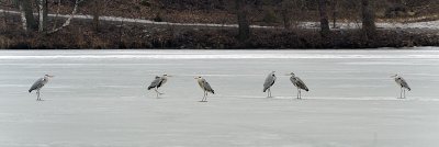 Gray Herons, Rsta lake