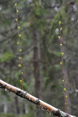 Sceneries from the spring of 2010