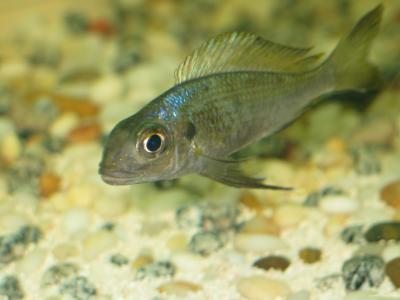 Ophthalmotilapia Ventralis