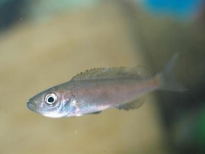 Benthochromis Tricoti (2.5) - 航空母艦