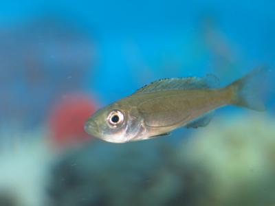 Benthochromis Tricoti (2.5) - 航空母艦