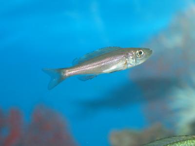 Benthochromis Tricoti (2.5) - 航空母艦