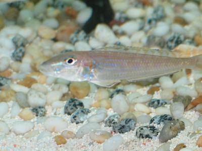 Enantiopus sp.