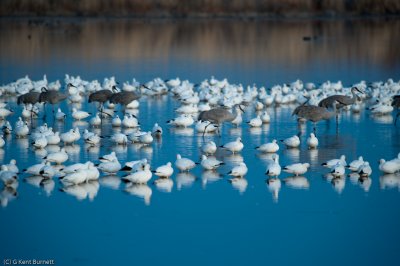 Snow Geese