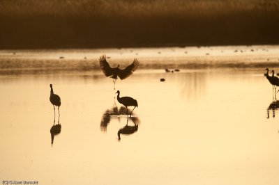 Sand Hill Cranes