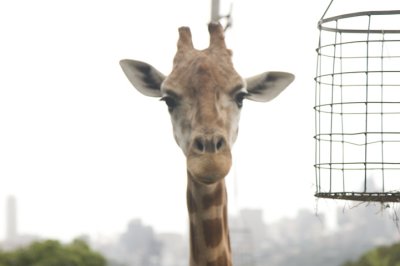 Girafffe