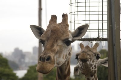 Curious Giraffe