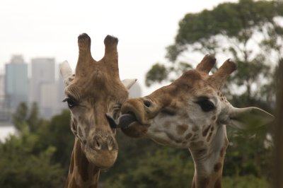 Giraffe Kiss