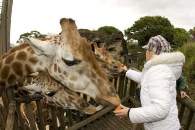Hungry Giraffes