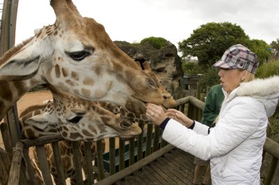 Giraffes