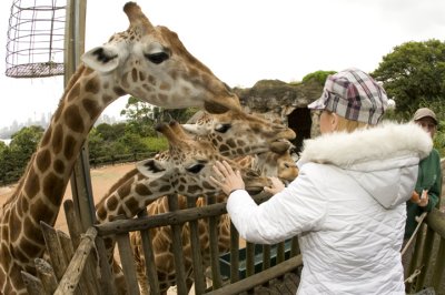 Feeding