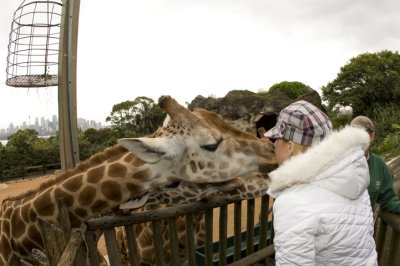 Kissing the Giraffe