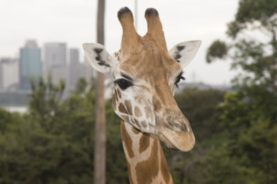 Shy Giraffe