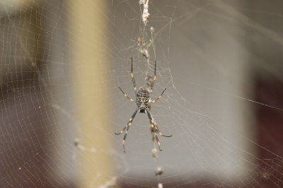 Australian Wildlife