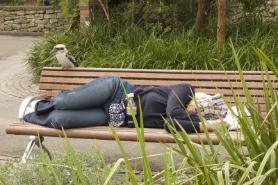 Cuckaburra Nap