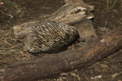 Australian Porcupine