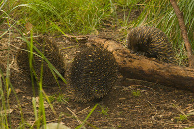 taronga_zoo