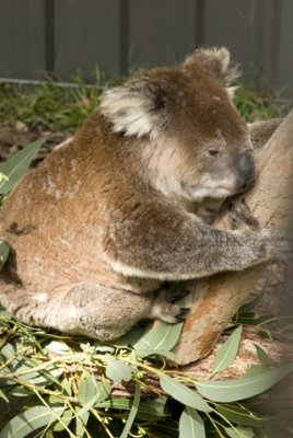 Photos from the Port Macquarie Koala Hospital in Australia