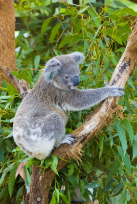 Photos from the Port Macquarie Koala Hospital in Australia