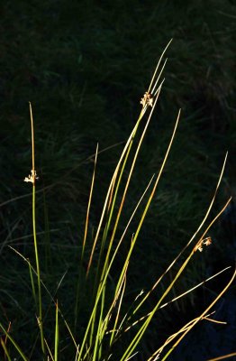 Reeds  Grasses  Ferns