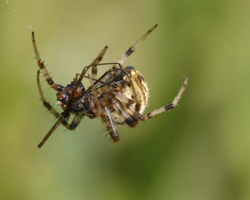 Orb Spider with meal