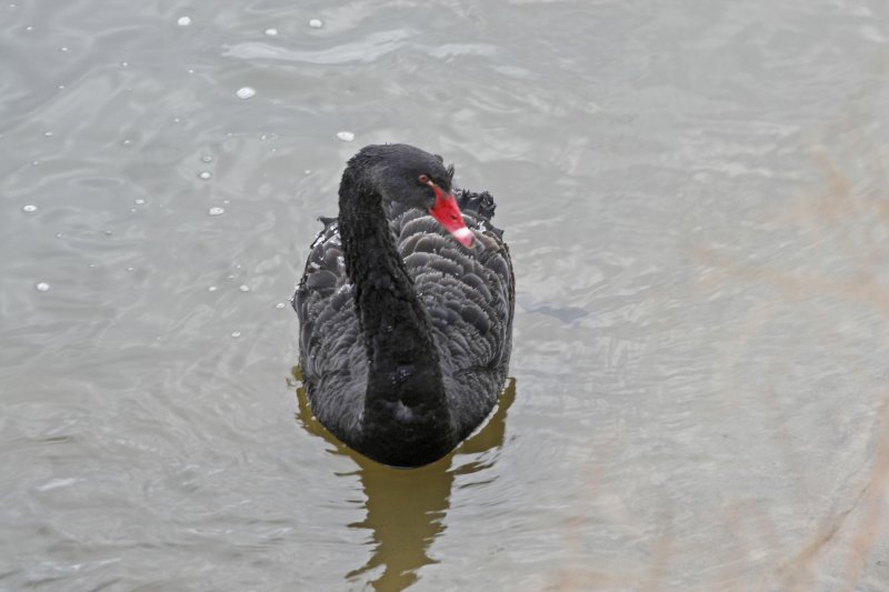 Black Swan