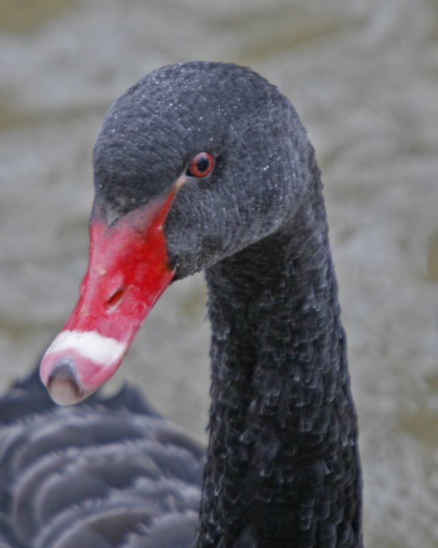 Black Swan Portrait