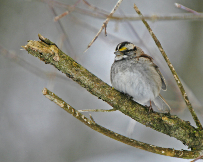 White-throated Sparrow