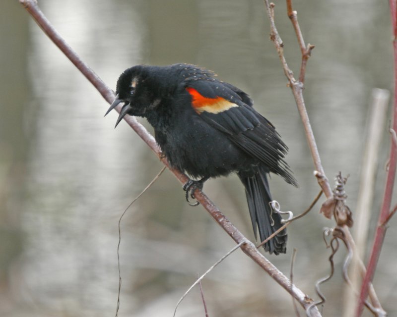 Red-winged Blackbird Display