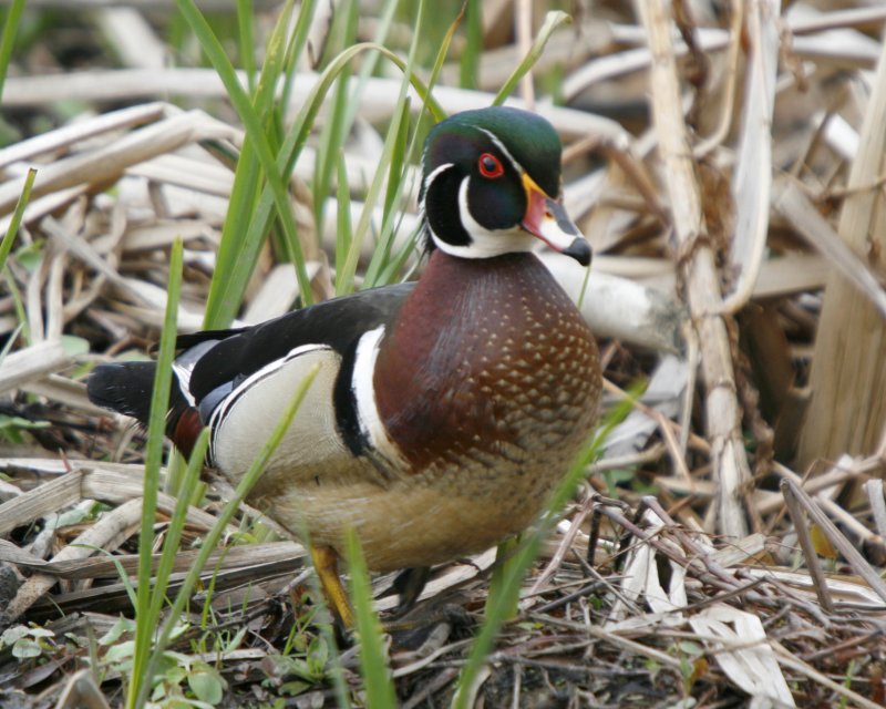 Wood Duck 