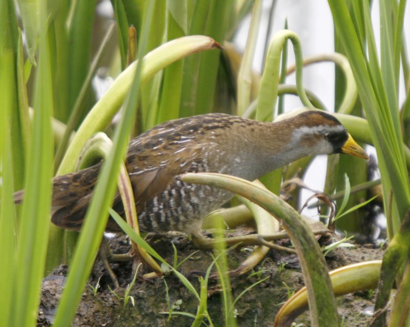 Sora