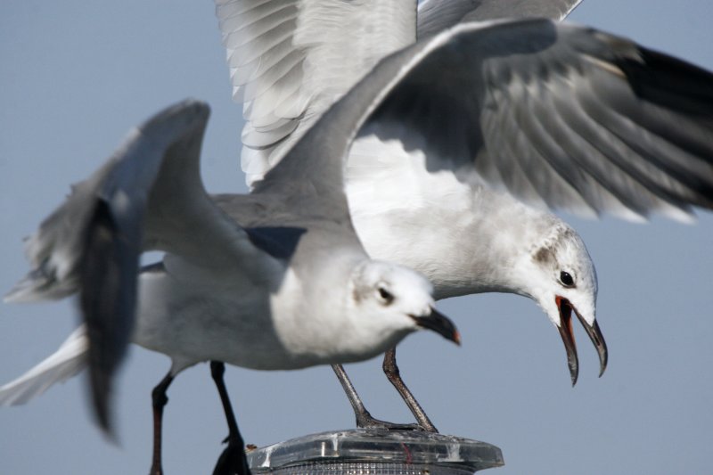 Laughing Gulls competing for space