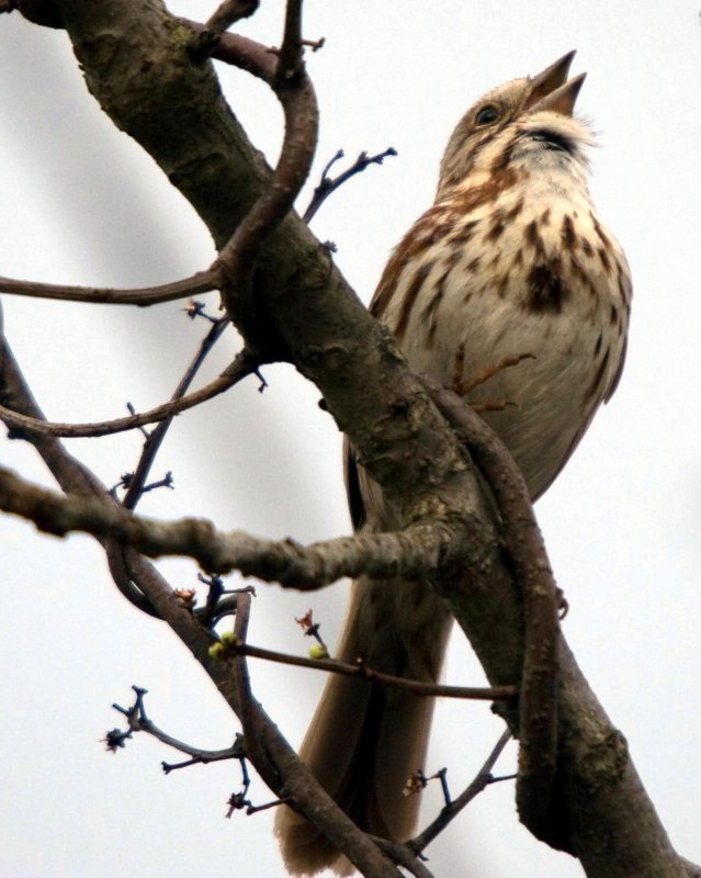 Savannah Sparrow