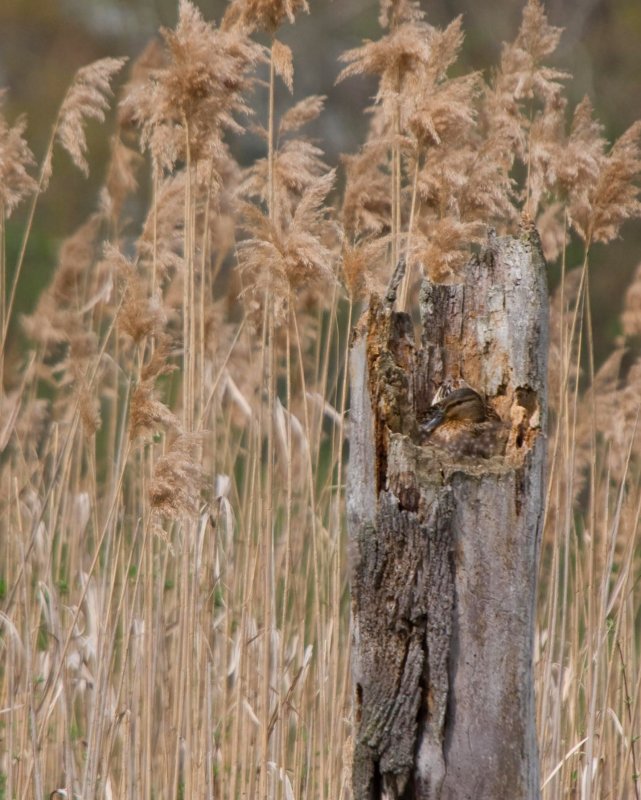 Nesting in a log - Mallard