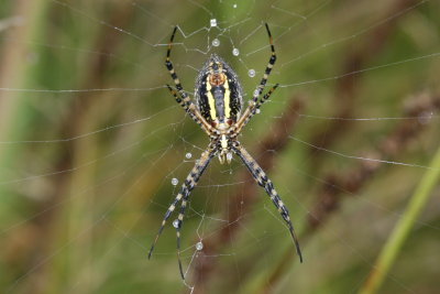Black & Yellow Argiope