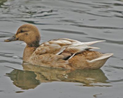 Mallard Hen Blonde Morphe - rare