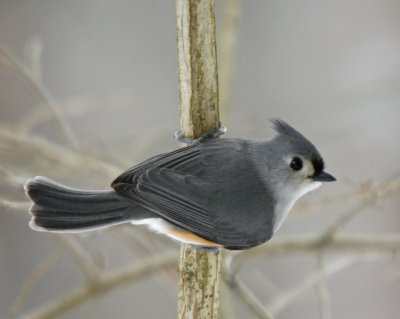 Tufted Titmouse