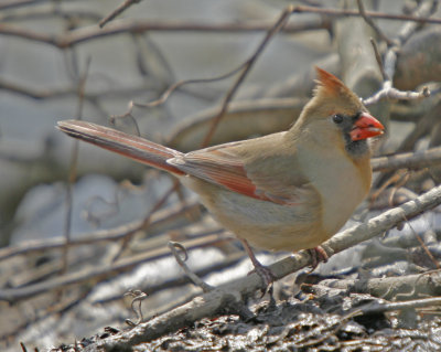 Northern Cardinal Female