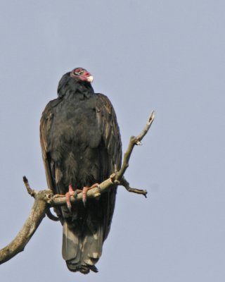 Turkey Vulture