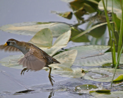 Sora escaping