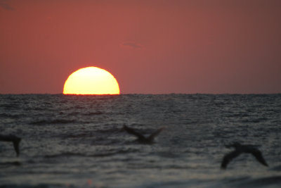 Sunrise and Pelicans