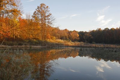 Autumn morning, Ohio swamp