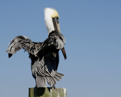 Brown Pelican