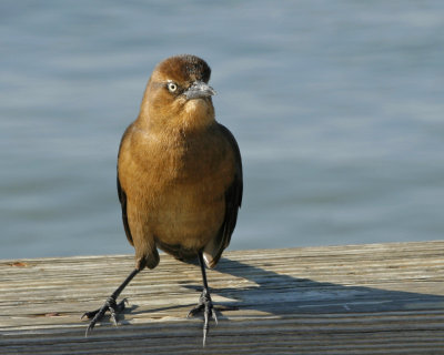 Boat Tailed Grackle