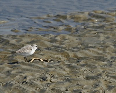 Semi-palmated Sandpiper and Starfish