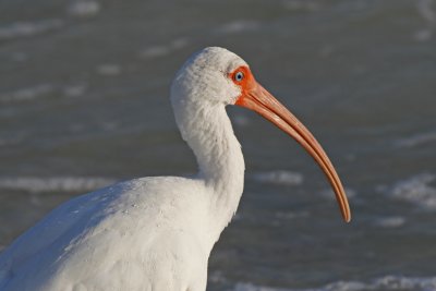 White Ibis Portrait