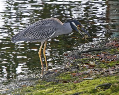 Yellow Crowned Night Heron with Crab