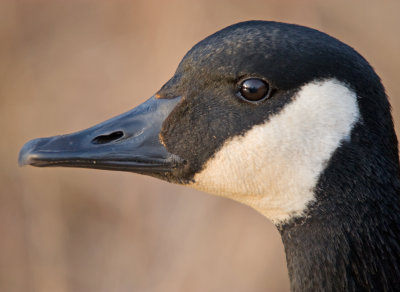 Canada Goose Portrait