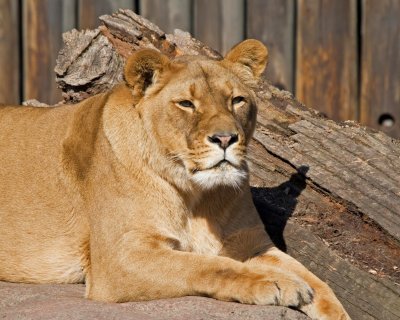 Lioness